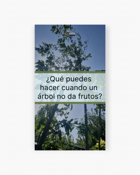 ¿Qué puedes hacer cuando un árbol no da frutos?